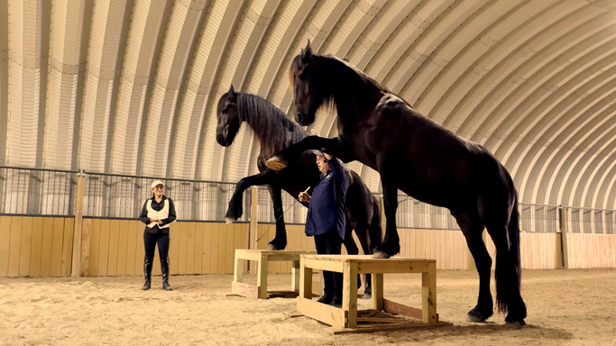 Strengthen Your Equestrian Soul with the Wisdom of Rancho Reposo.